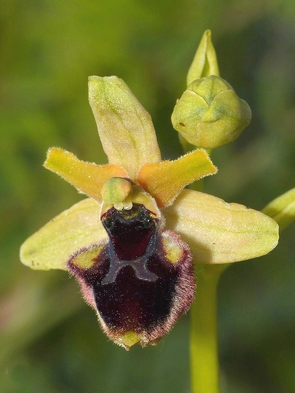 Prima fioritura di orchidee a Palena nel Parco Nazionale della Majella - maggio 2022.